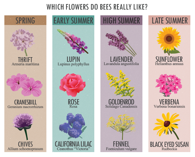 Bring Back The Bees - Best Flowers For Seasons Chart