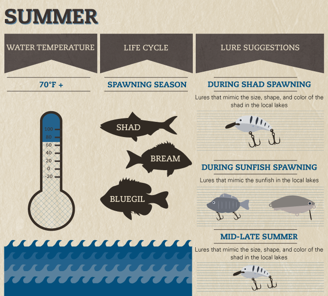 Seasonal Bass Baiting - Guide to Bass Fishing in the Summer Months