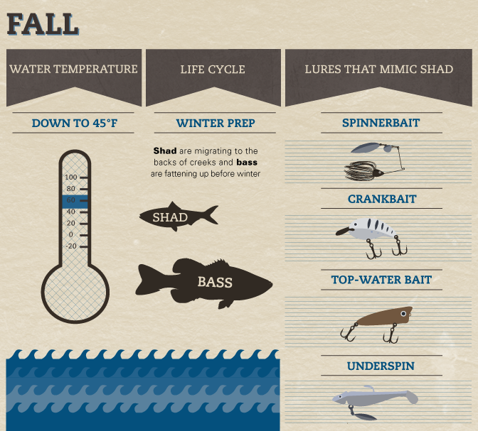 Seasonal Bass Baiting - Guide to Bass Fishing in Fall