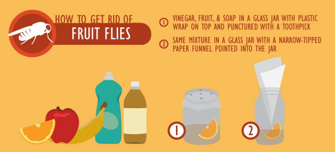 Green Pest Management - How to Control Fruit Flies