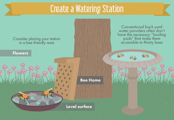 Creating a Bee-Friendly Garden - Making a Safe Watering Station for Bees in Your Garden