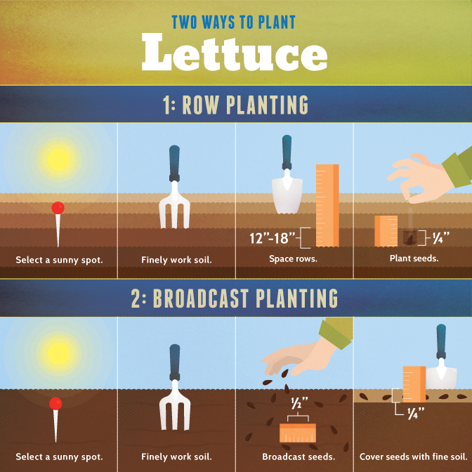 Planting Lettuce | Growing Your Own Salad Greens