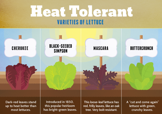 Heat Tolerant Lettuce | Growing Your Own Salad Greens