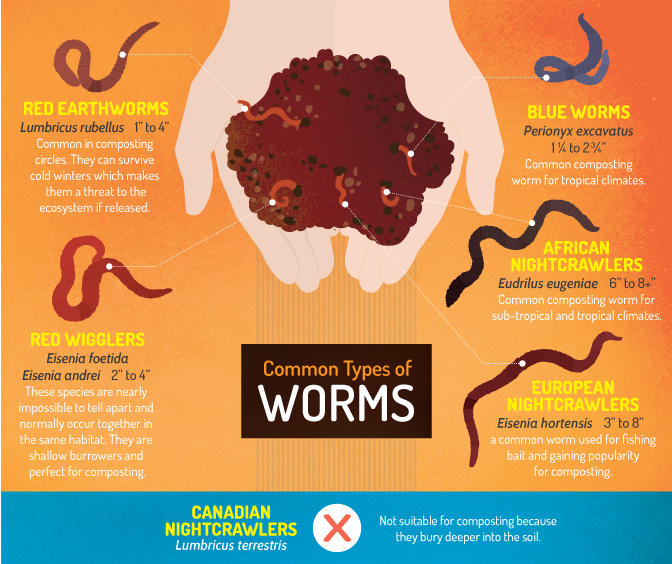 Vermicomposting - Common Types of Worms for Vermicomposting