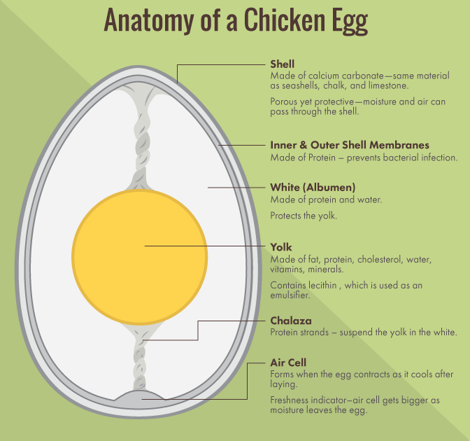 Egg Carton Labeling: The Anatomy of a Chicken Egg