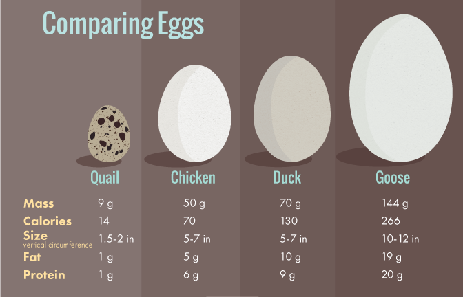 Egg Carton Labels: Comparing Eggs - Chicken, Duck, Goose, and Quail