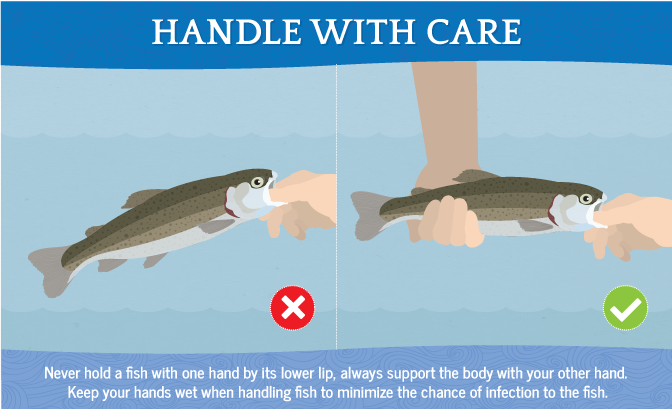 Proper Catch-and-Release Handling Techniques