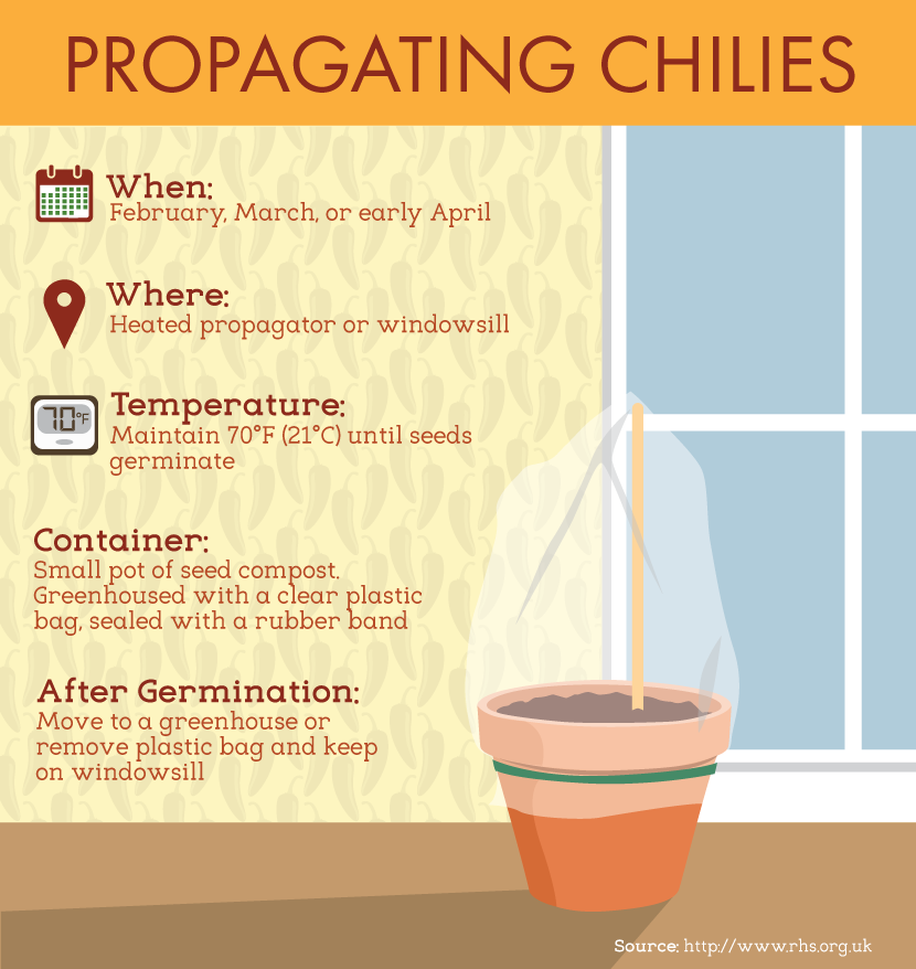 Growing Chilies: Propagation and Seed Starting