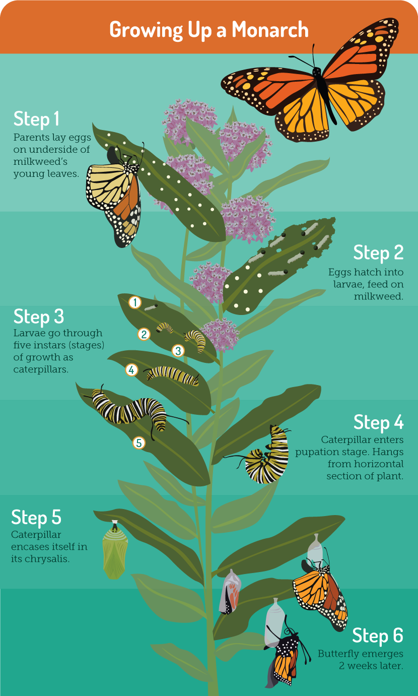 Gardening for Butterflies: Monarch Butterfly Lifecycle