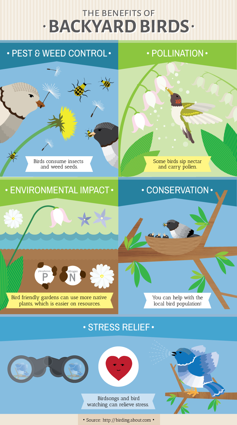 Gardening for the Birds: Benefits of Backyard Birds