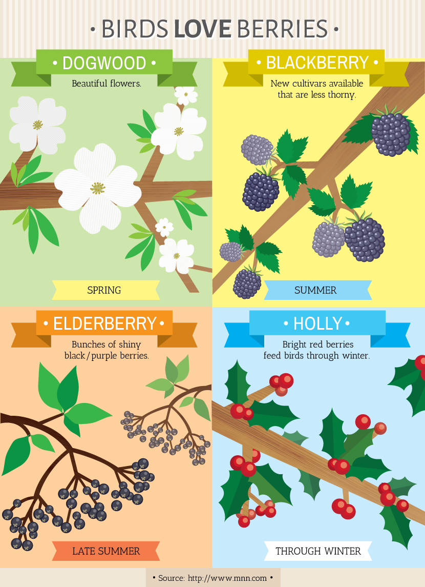 Gardening for the Birds: Berries
