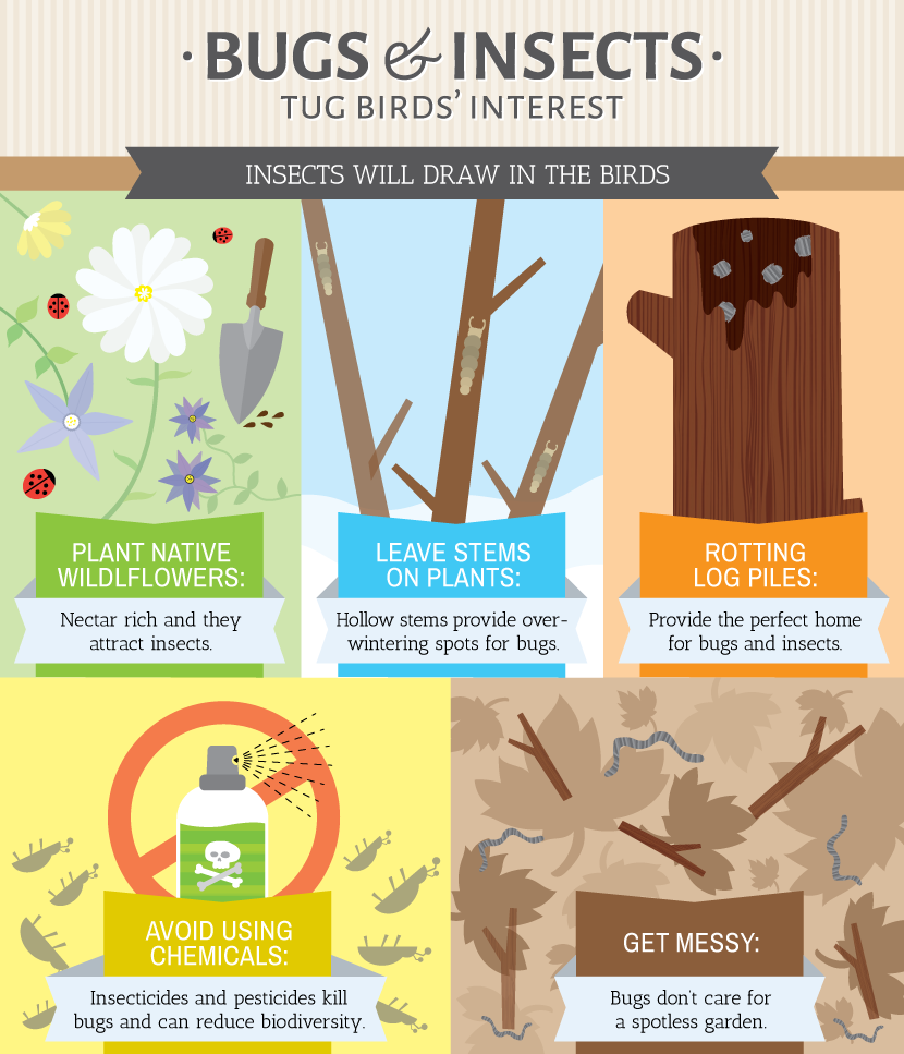 Gardening for the Birds: Bugs and Insects