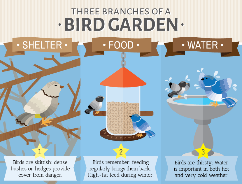 Gardening for the Birds: Three Needs of Birds