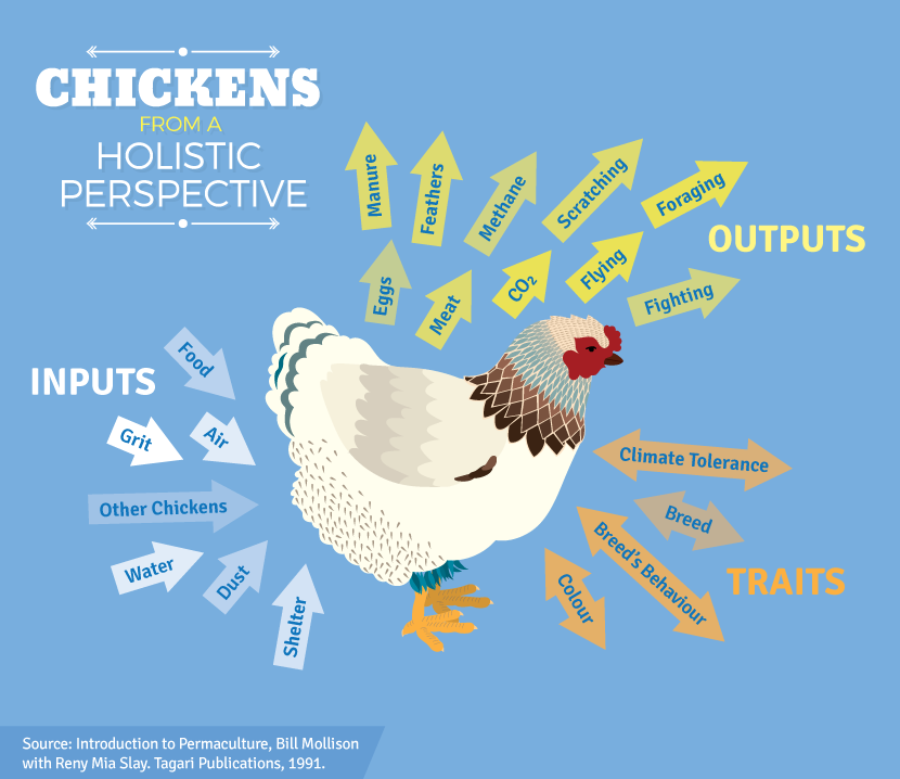 Raising Backyard Chickens: The Chicken from a Holistic Perspective