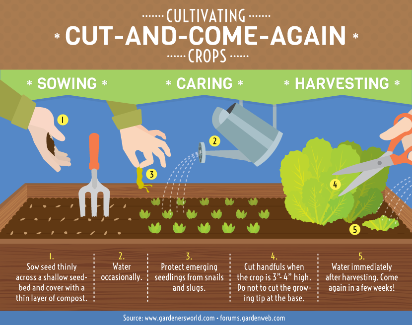 Cut and Come Again Crops: Steps of Cultivation