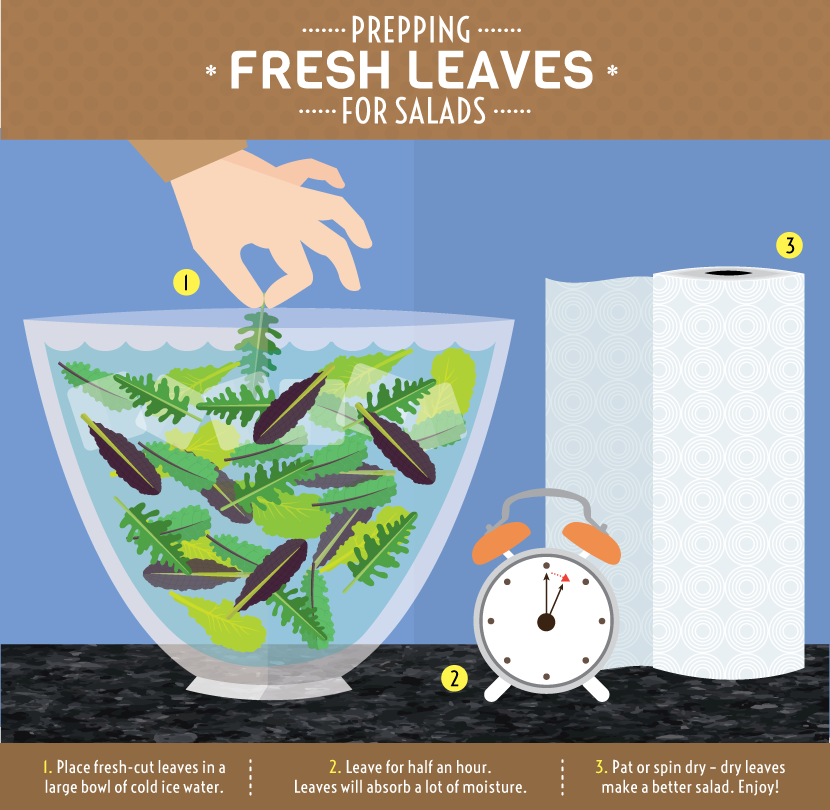 Cut and Come Again Crops: Preparing Salad Leaves