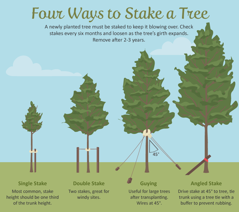 Trees for the Backyard: Four Ways to Stake A Tree