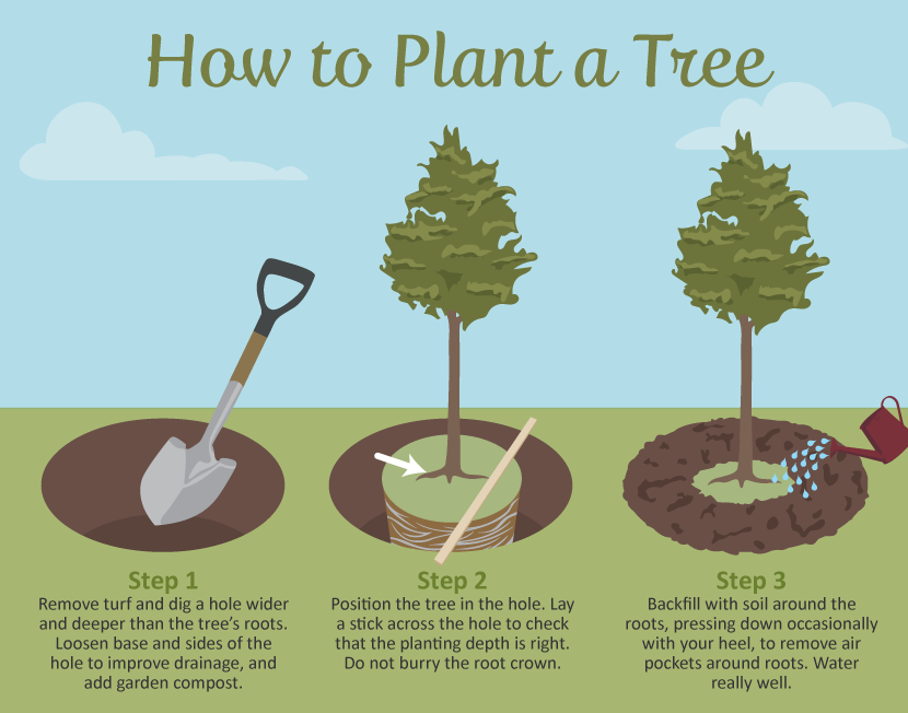 Trees for the Backyard: How to Plant a Tree