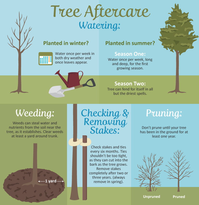 Trees for the Backyard: Cultivating and Tree Aftercare 