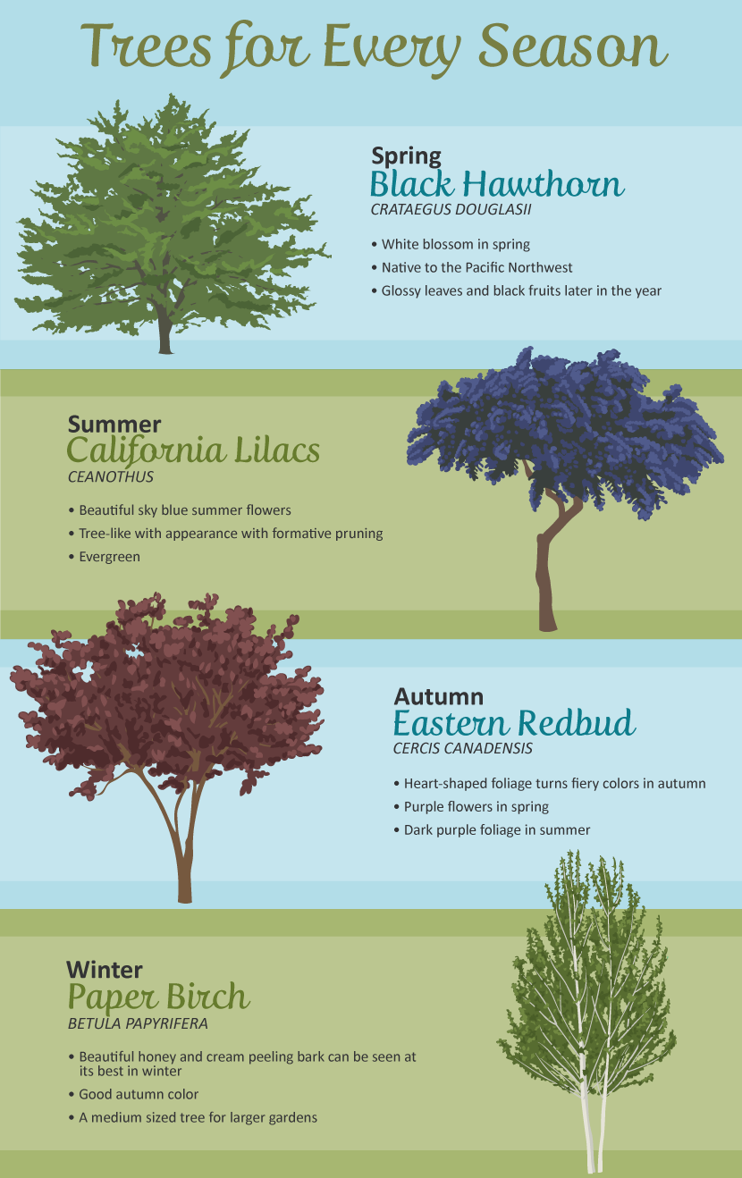 Trees for the Backyard: Trees for Every Season