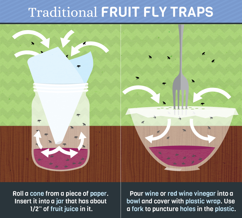 Making Fruit Fly Traps