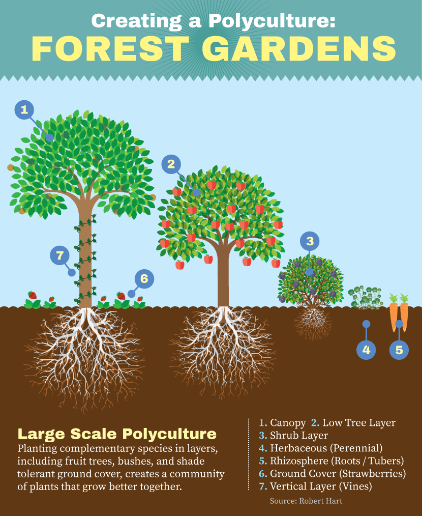 Perennial Plants for Your Garden: Polyculture of Complimentary Layers of Plants