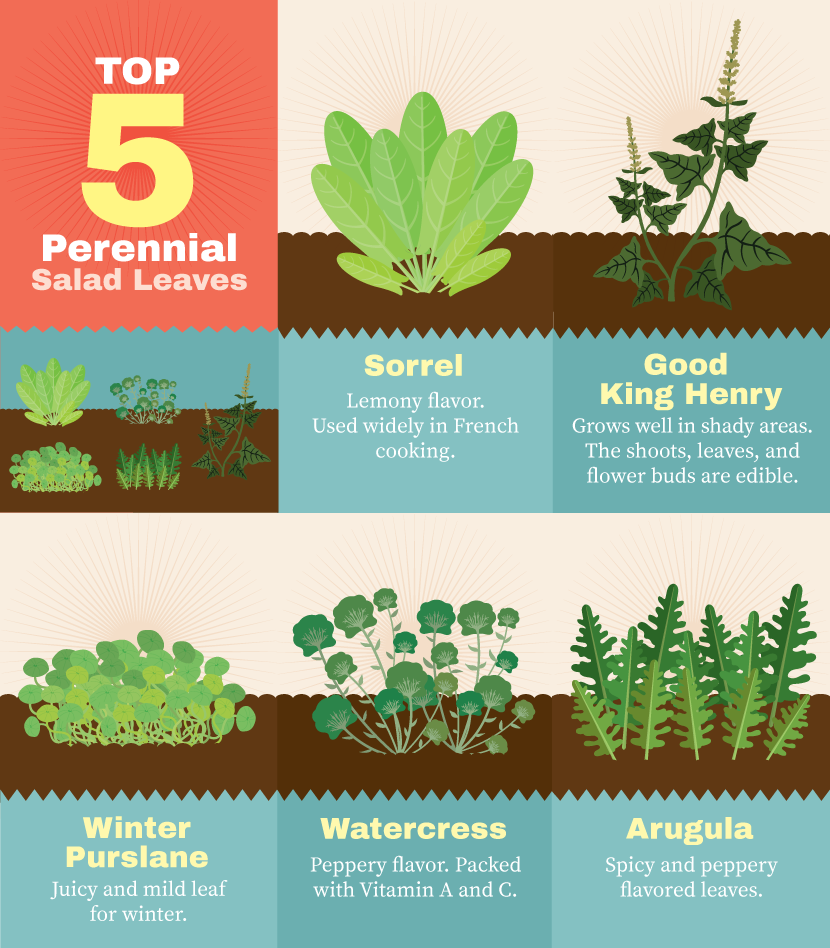 Perennial Plants for Your Garden: Top Five Perennial Salad Leaves