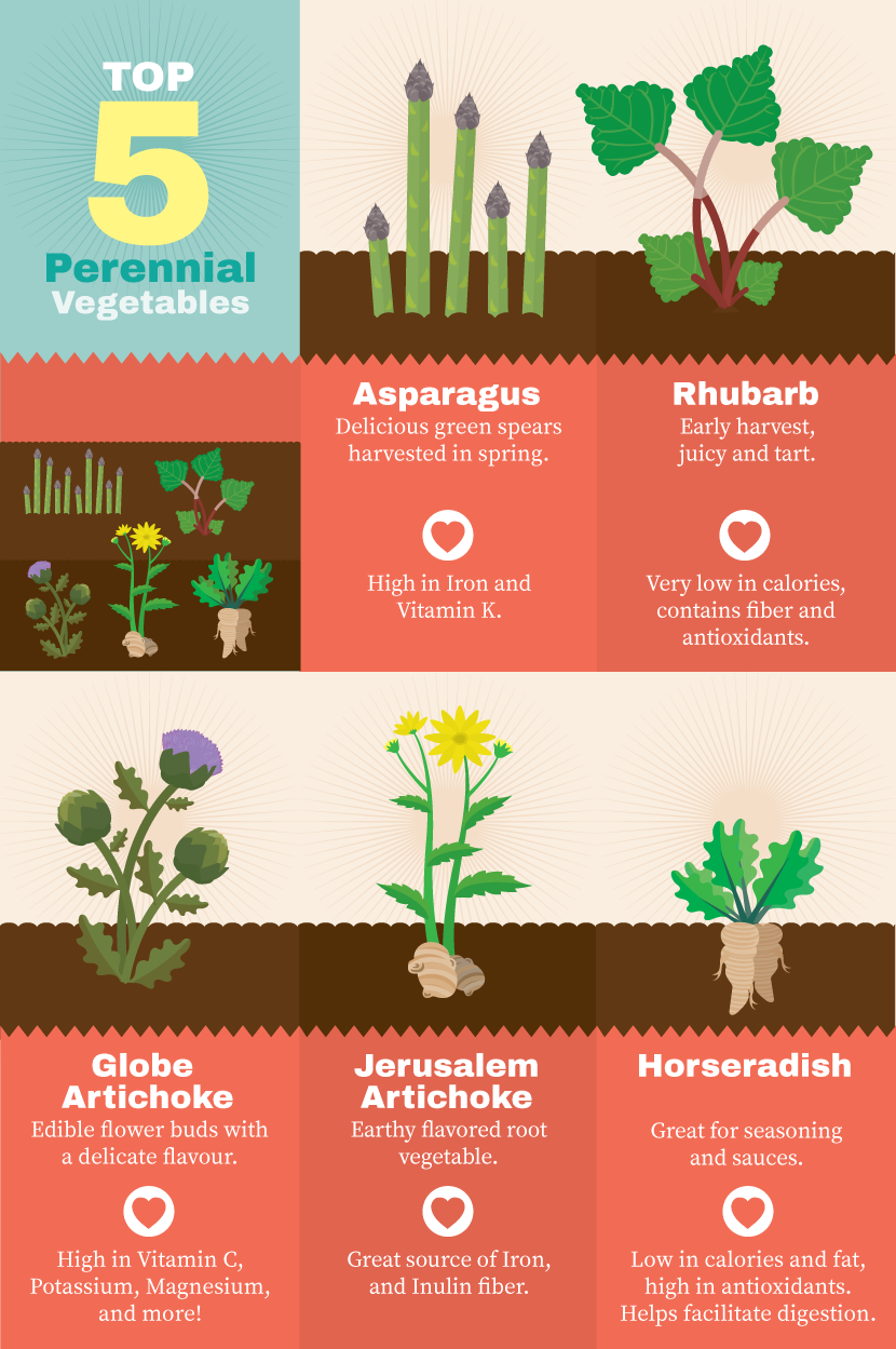 Perennial Plants for Your Garden: Top Five Perennials Vegetables
