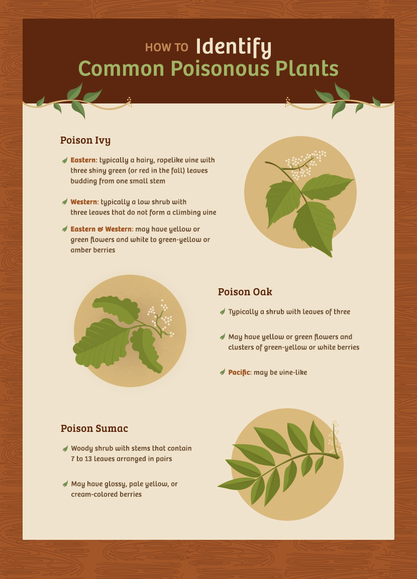 Poisonous Plants - How to Identify Common Poisonous Plants