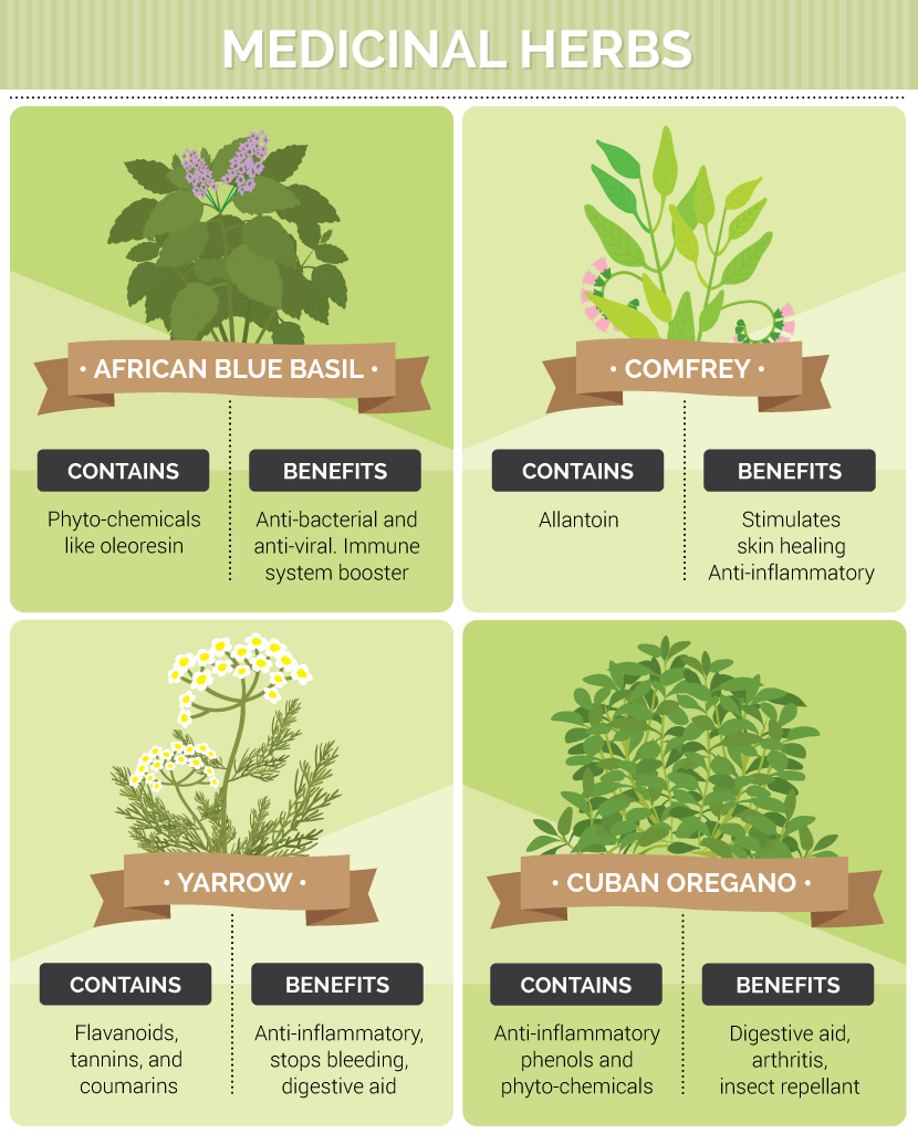 Types of Medicinal Herbs