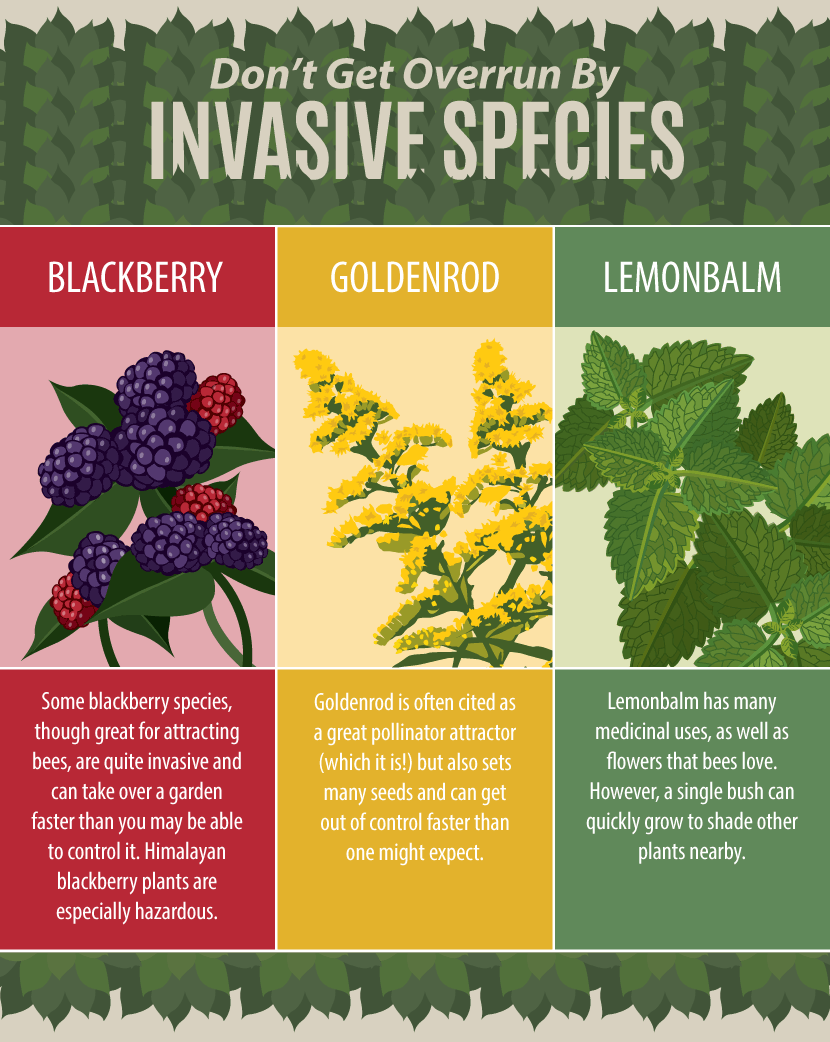 Creating A Native Pollinator Garden: Invasive Plant Species