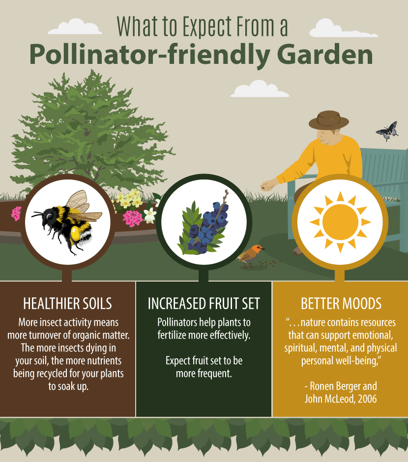Creating A Native Pollinator Garden: What To Expect