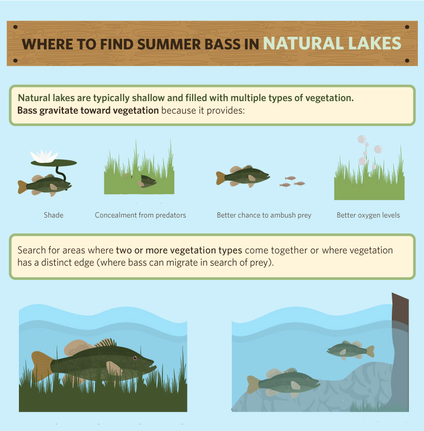 Catching Summer Bass: Where to Find Bass in Natural Lakes