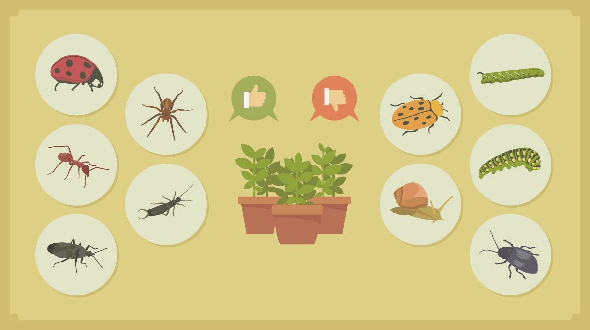 How To Get Rid Of Common Garden Pests