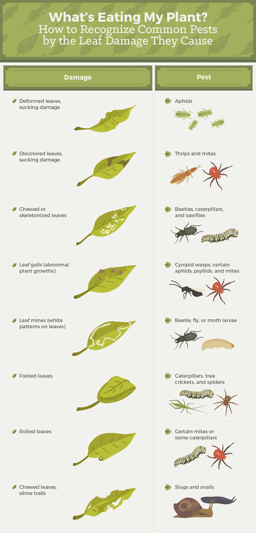 How to Recognize Garden Pests by Leaf Damage