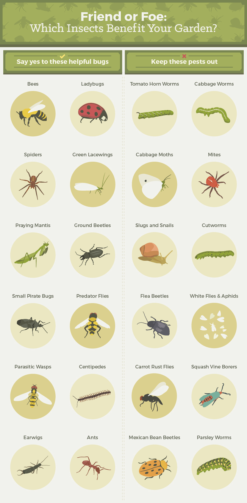 Insects That Benefit The Garden