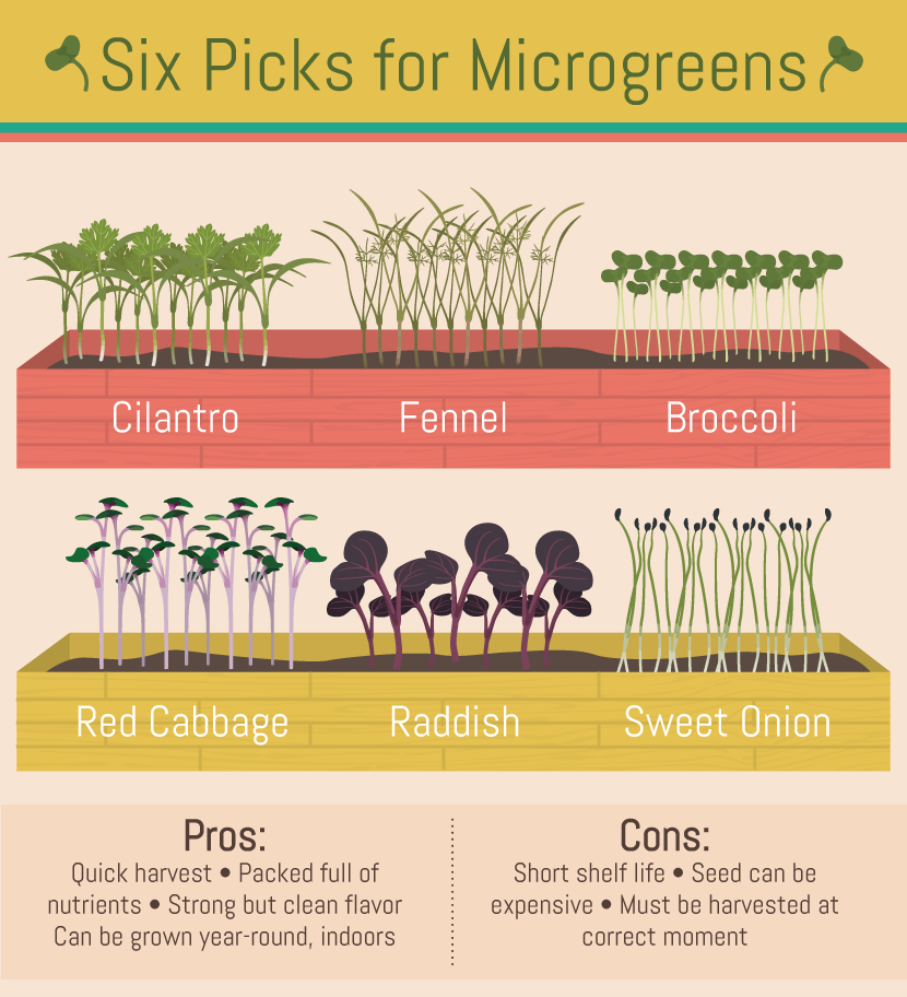 Microgreens: Six of our Favorite Microgreens