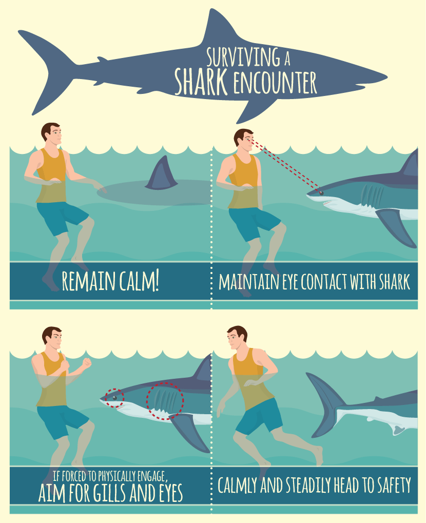 Surviving a Shark Encounter