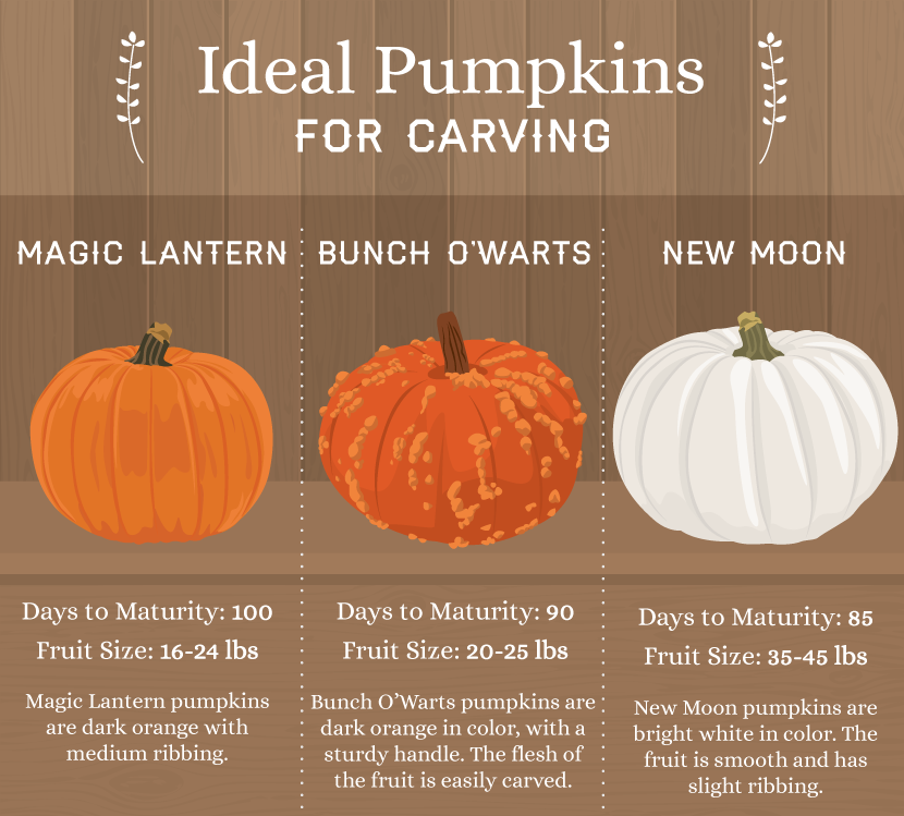Best Pumpkins for Carving