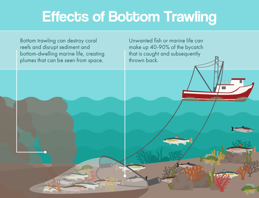 Effects of Bottom Trawling