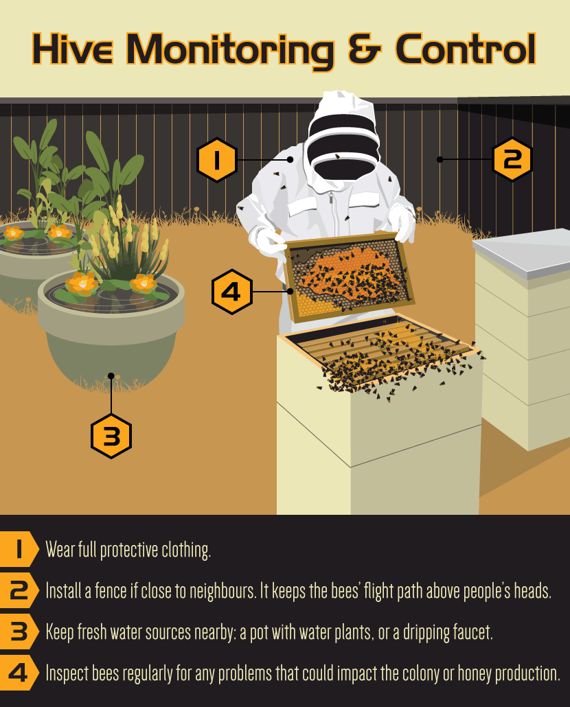 Backyard Bee Keeping: Maintaining a Beehive
