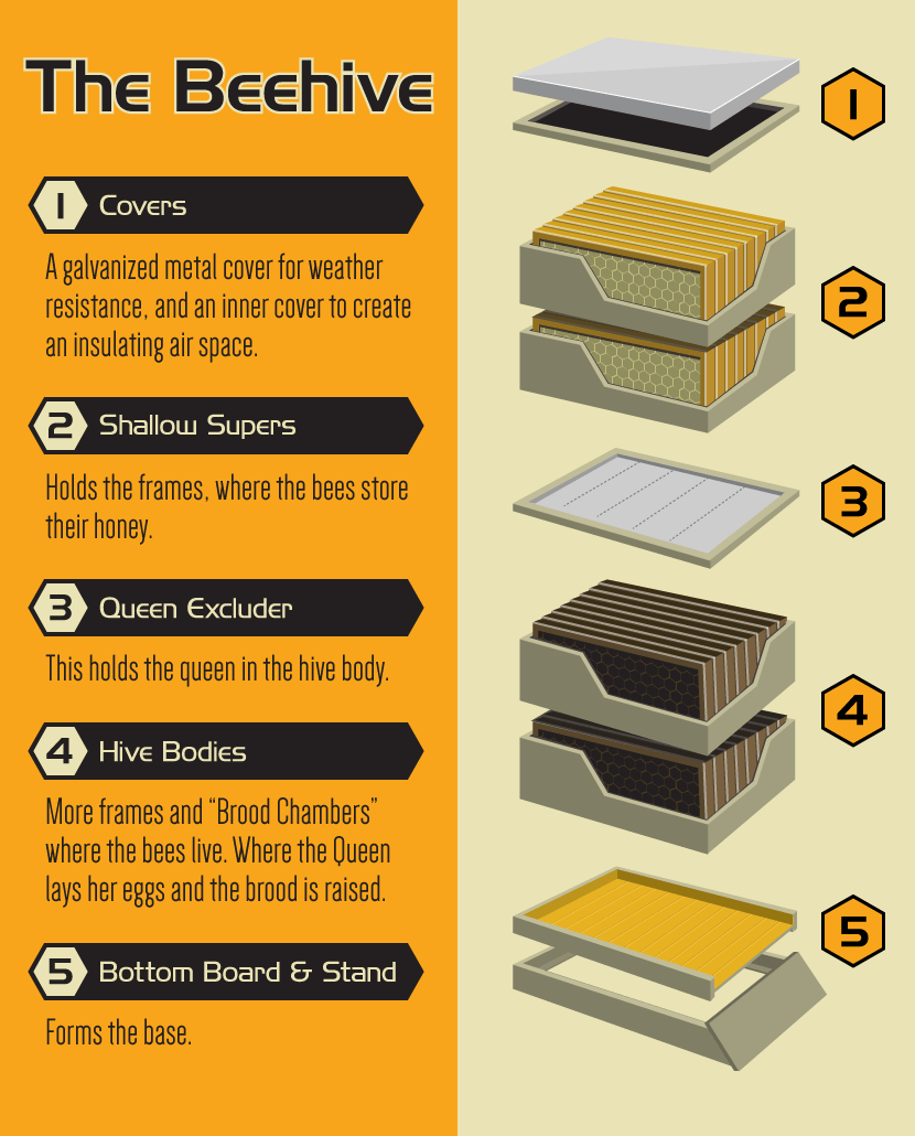 Backyard Bee Keeping: Components of a Beehive