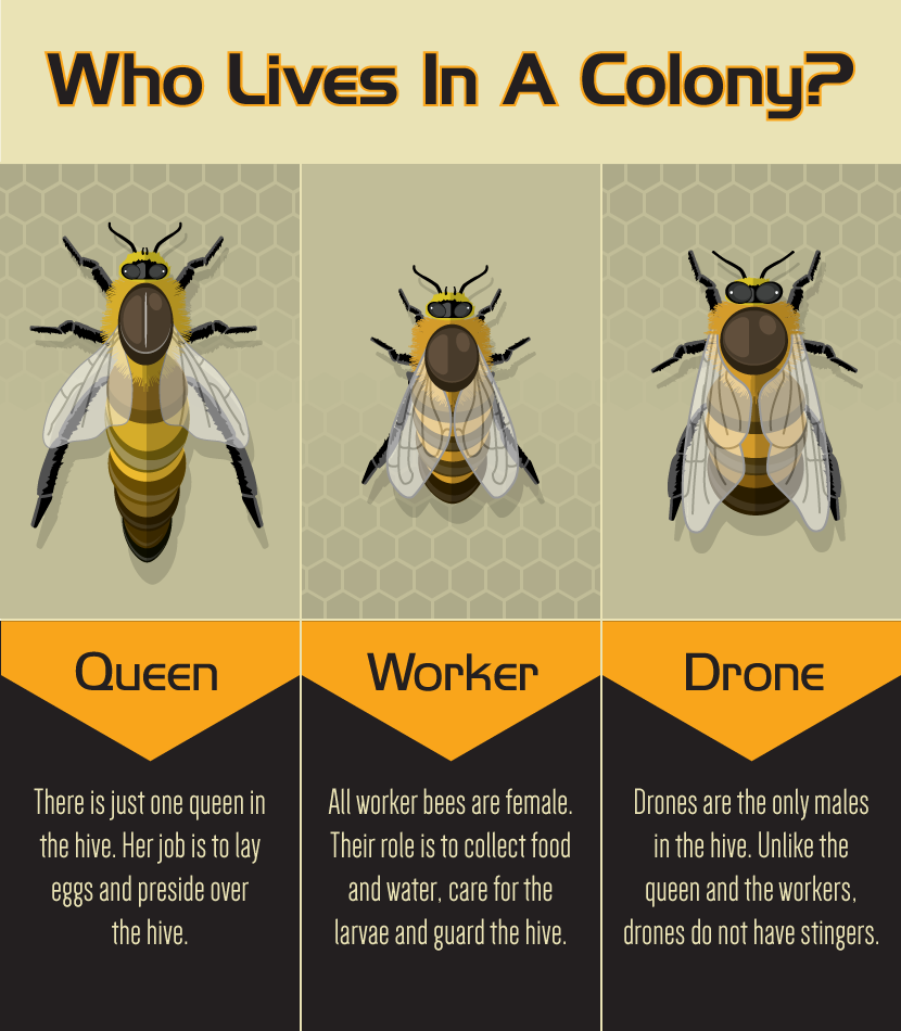 Backyard Bee Keeping: 3 Types of Bees in a Colony