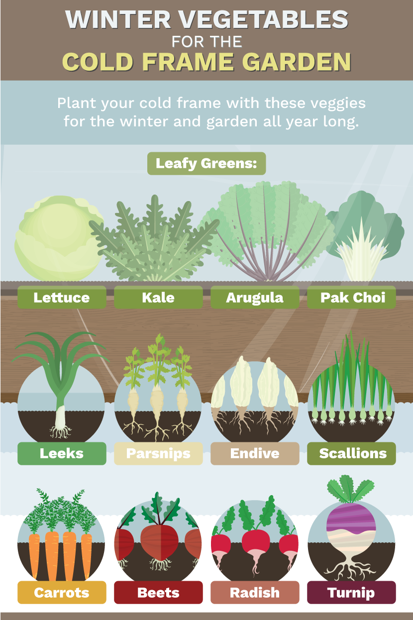 Vegetables to Grow in Winter