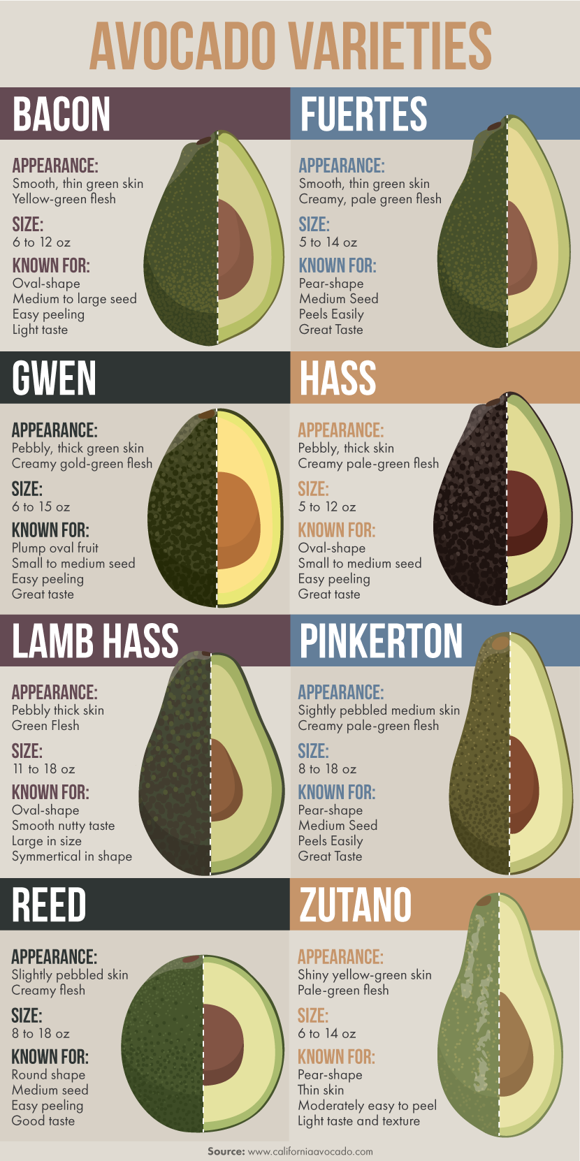 Different Avocado Varieties