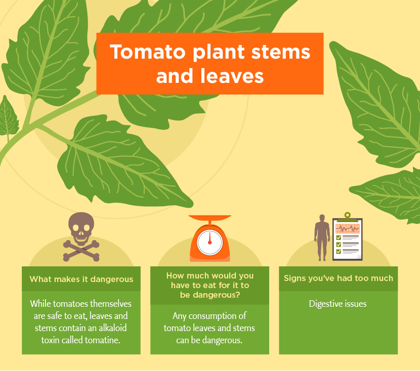 Tomato Plant Can be Toxic - Toxic Foods