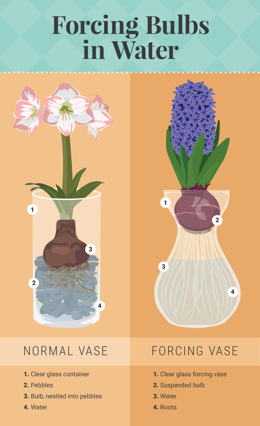 Forcing Bulbs in Water - Forcing Bulbs