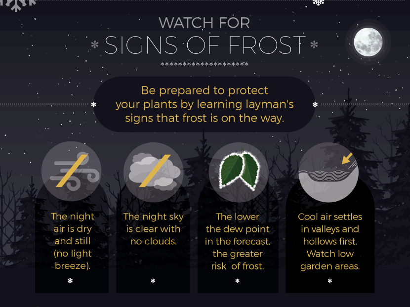 Signs of Frost - Protect Plants from Frost