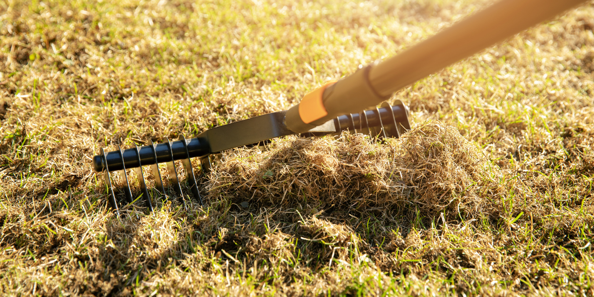 Lawn Care Basics: What is Dethatching?