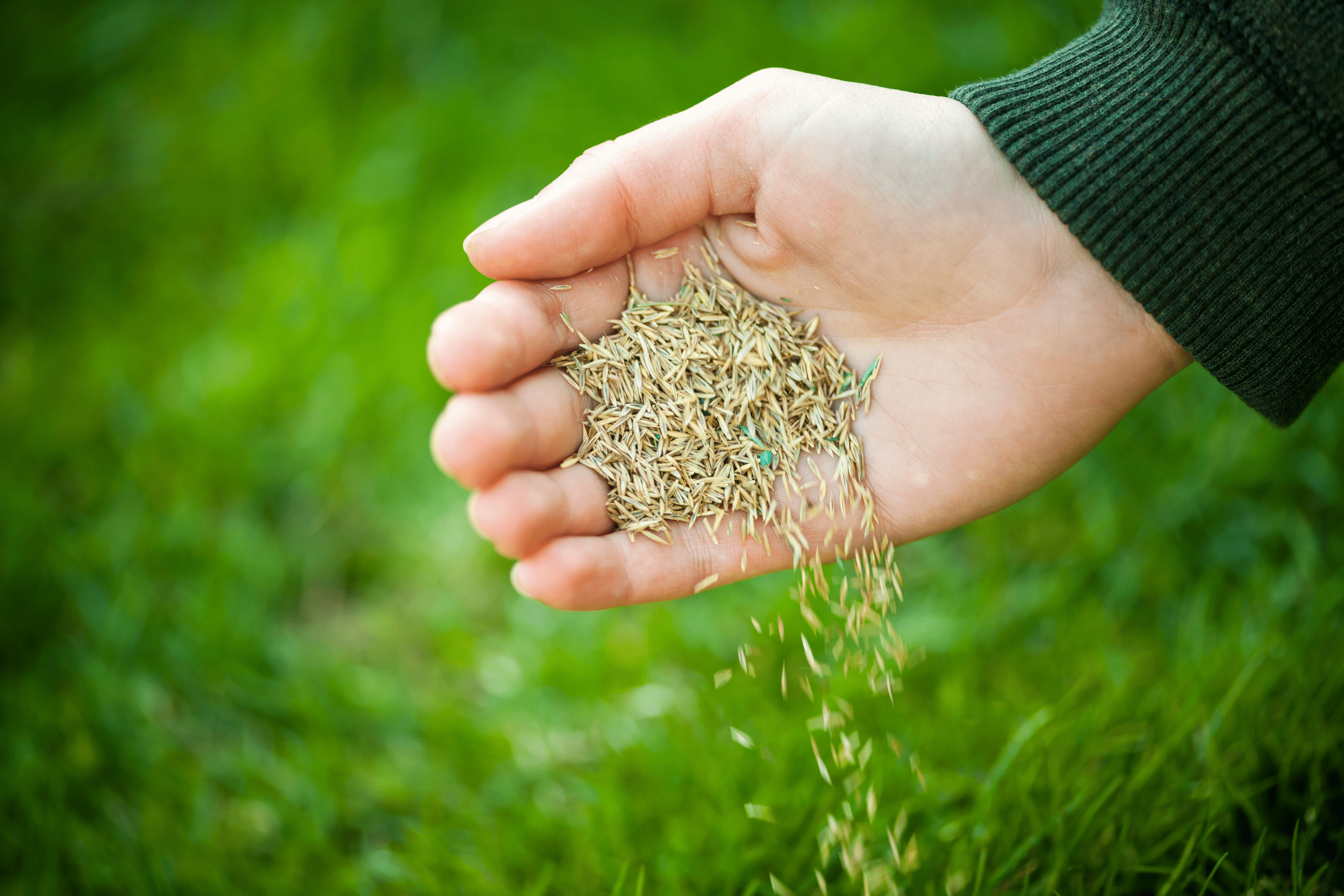 Overseed In Hand